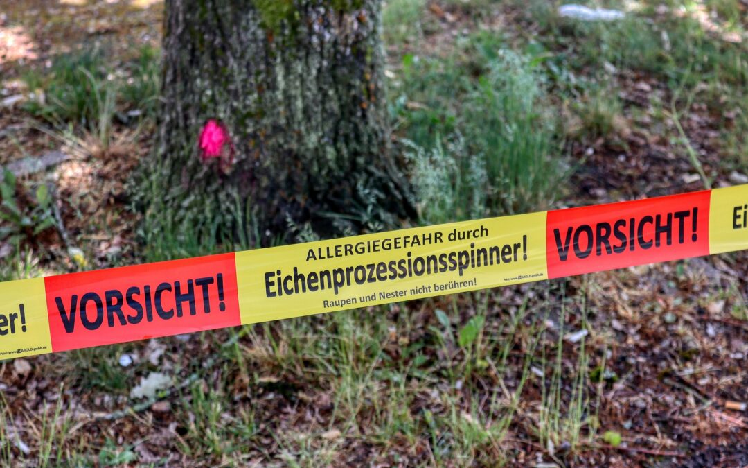 EICHENPROZESSIONSSPINNER – Eine unterschätzte Gefahr für Hunde, Katzen und Menschen